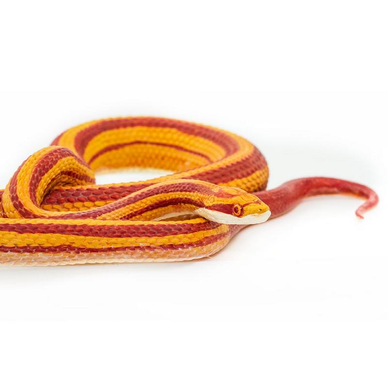 Safari Ltd Corn Snake