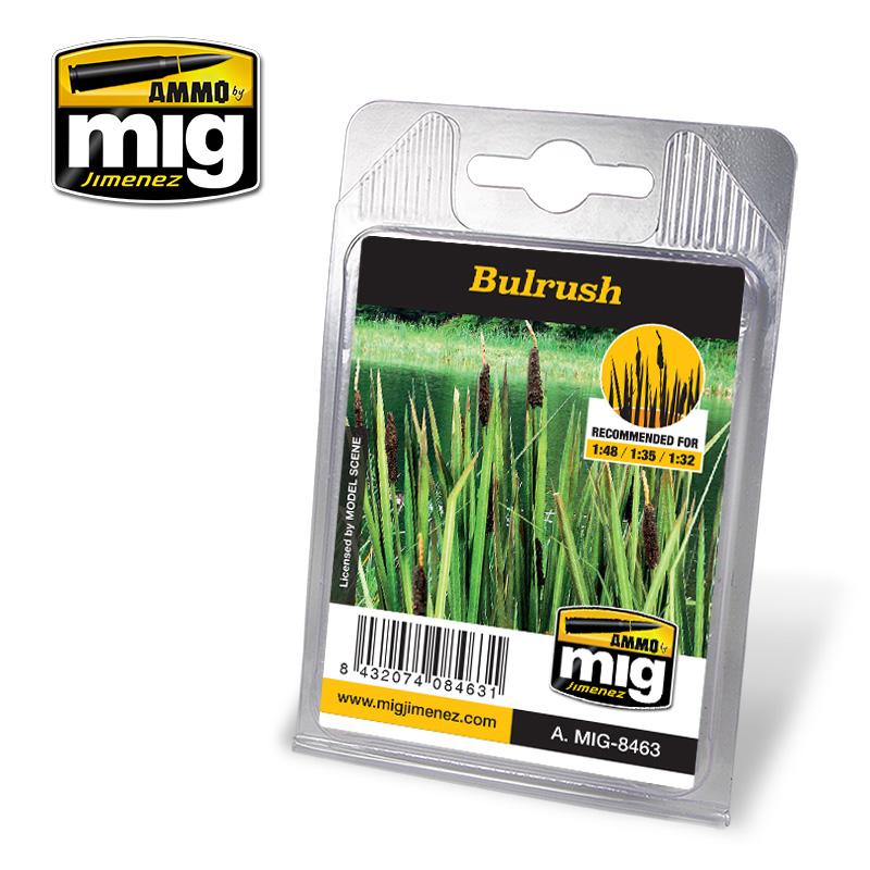 Ammo Bulrush Plant