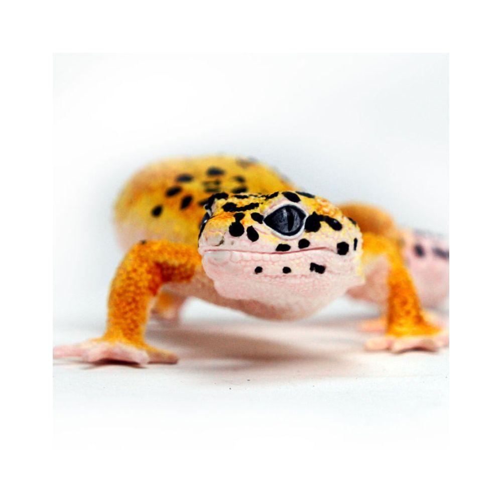 Safari Ltd Leopard Gecko