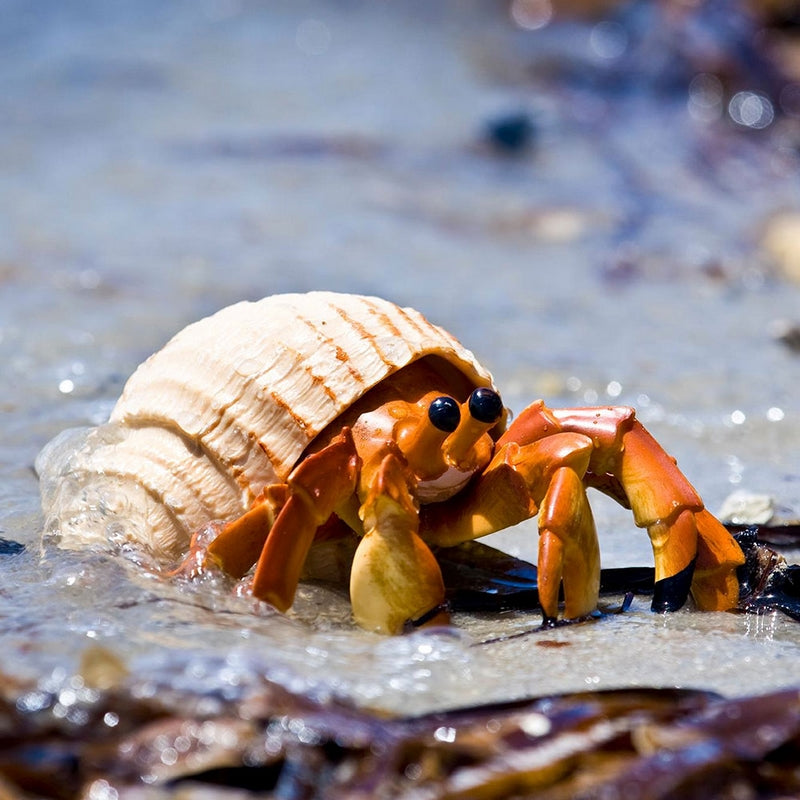 Safari Ltd Hermit Crab