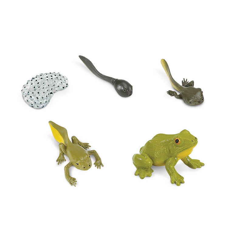 Safari Ltd Life Cycle of a Frog