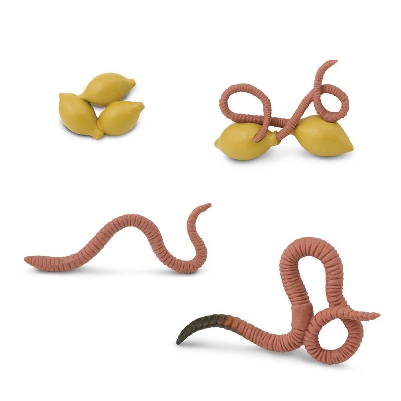 Safari Ltd Life Cycle Of A Worm