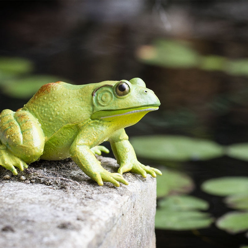 Safari Ltd American Bullfrog