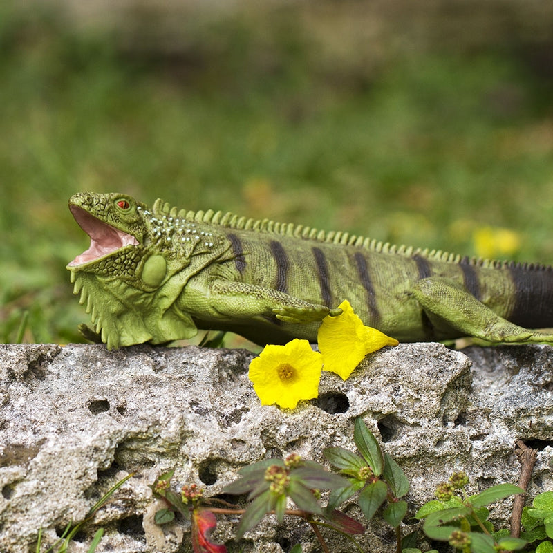 Safari Ltd Iguana