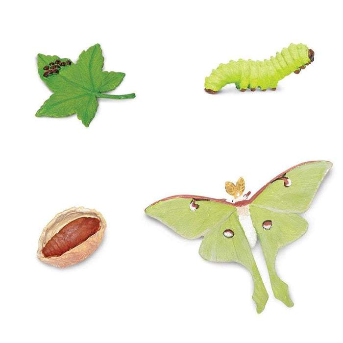 Safari Ltd Life Cycle of a Luna Moth