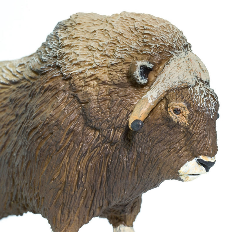 Safari Ltd Muskox