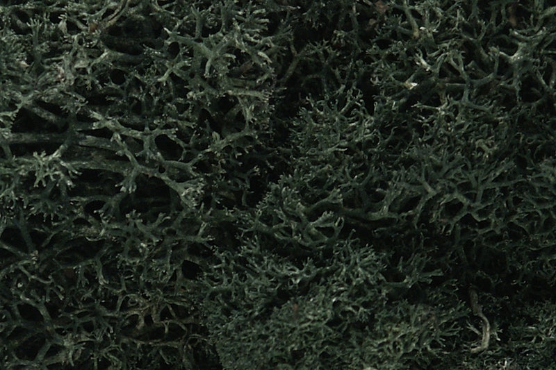 Woodland Scenics Dark Green Lichen