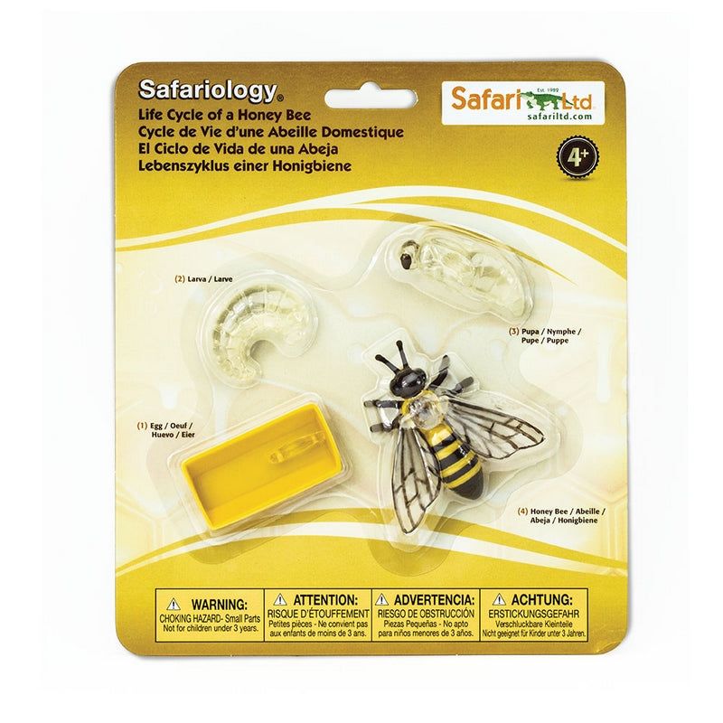 Safari Ltd Life Cycle of a Honey Bee